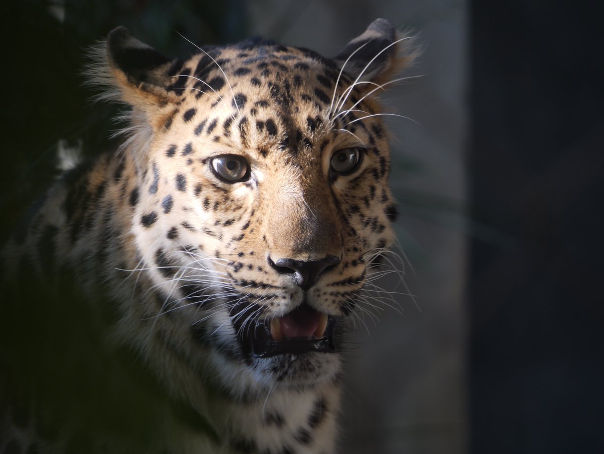 BlogPhotoLumix's tweet image. Ma série préférée au Lumix G9II + Leica 100-400mm 📸

Découvrir mon test terrain 👇🏻

✍🏻 : blog-photo-lumix.com/lumix-g9-ii-pa…

🎥 : youtu.be/yU8N0YvENGc

#LumixG9II #LUMIXG9PROII @PanasonicEurope #Photographie