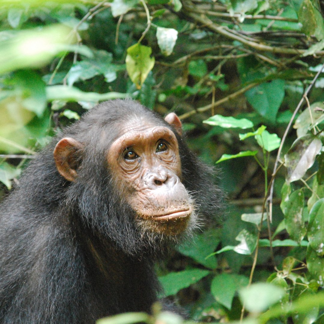 Gombe is the smallest of Tanzania’s national parks: a fragile strip of chimpanzee habitat straddling the steep slopes and river valleys.

visit @ lifetimesafaristz.com/tanzania-desti…

Phone: +255 75 5419246

#tanzania🇹🇿#gombestreamnationalpark #chimpanzees
