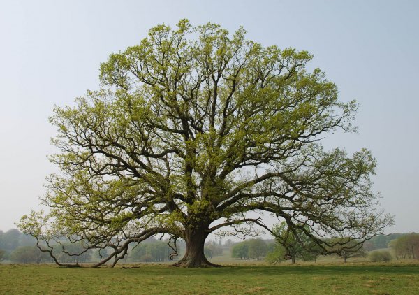 The English Oak Project tweet media