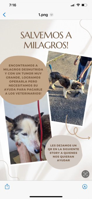Im&aacute;genes sensibles ‼️  Un amigo en quien conf&iacute;o mucho, me env&iacute;a esta historia. Encontraron a esta perrita<a href="/tag/educaci%C3%B3nderechofundamental"class="tags"><span>#educaci&oacute;nderechofundamental</span></a>