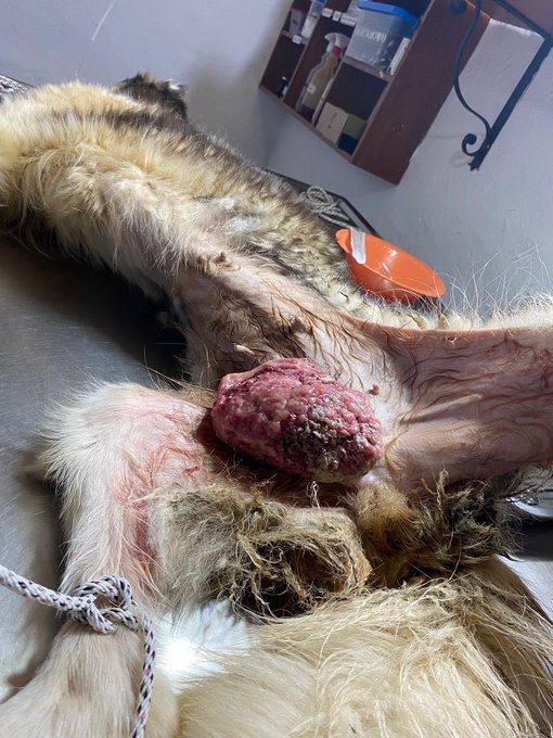 Im&aacute;genes sensibles ‼️  Un amigo en quien conf&iacute;o mucho, me env&iacute;a esta historia. Encontraron a esta perrita<a href="/tag/educaci%C3%B3nderechofundamental"class="tags"><span>#educaci&oacute;nderechofundamental</span></a>