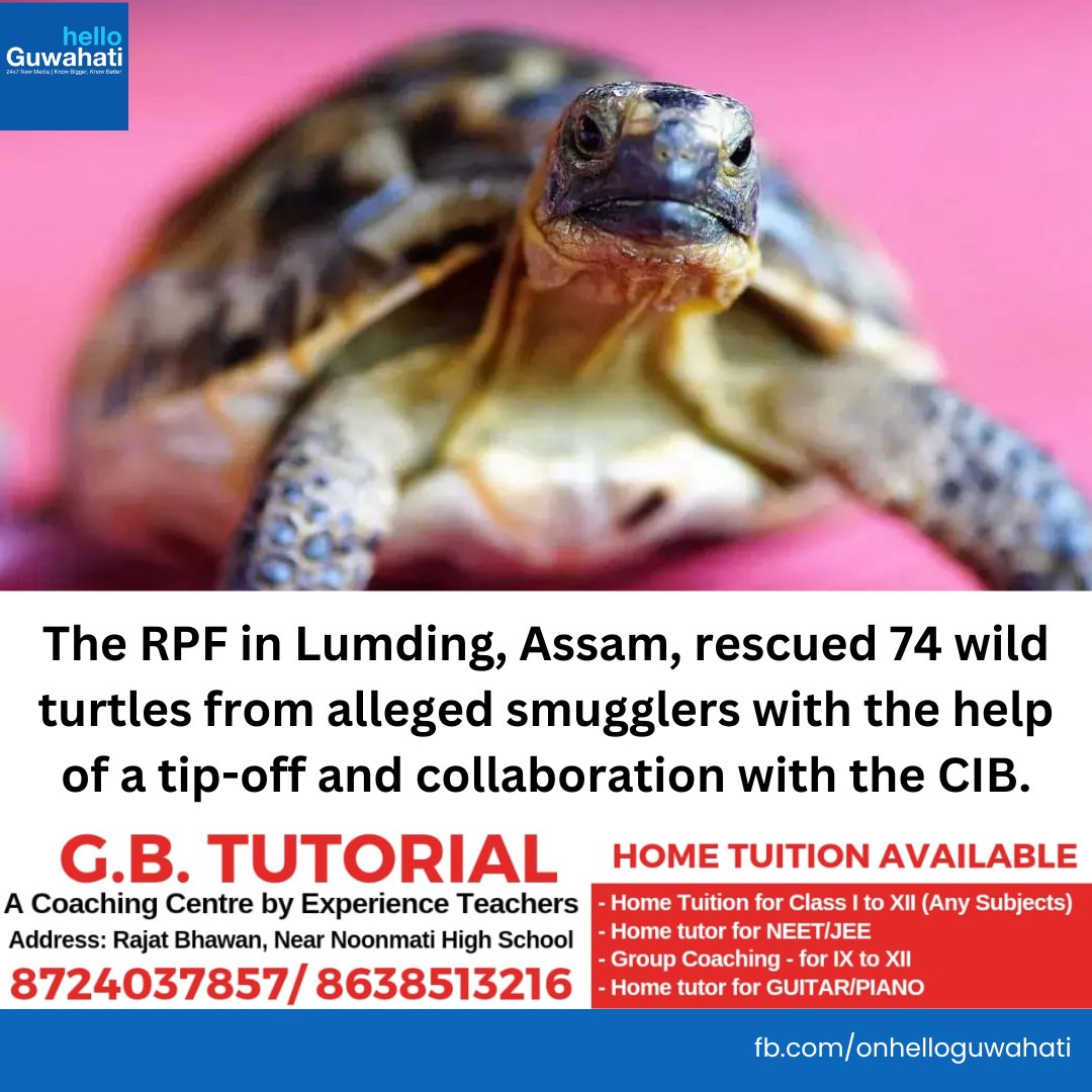 #helloguwahati | The RPF in Lumding, Assam, rescued 74 wild turtles from alleged smugglers with the help of a tip-off and collaboration with the CIB.