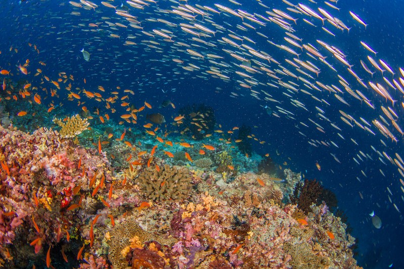 Laura Richardson (@richardson_le) on Twitter photo 📢'THEORIES ABOUT THE NATURAL WORLD MAY NEED TO CHANGE TO REFLECT HUMAN IMPACT' bangor.ac.uk/news/2023-09-2…
The study: rdcu.be/dmYag
#contemporary #ecology #oceanography #coral #reef #fish #energeticsubsidies
<a href="/BangorUni/">Bangor University</a> @sos_bangor_uni <a href="/NOAAFish_PIFSC/">NOAA Fisheries PIFSC</a> <a href="/NOAA/">NOAA</a> <a href="/MSCActions/">Marie Skłodowska-Curie Actions</a> 📢'THEORIES ABOUT THE NATURAL WORLD MAY NEED TO CHANGE TO REFLECT HUMAN IMPACT' bangor.ac.uk/news/2023-09-2…
The study: rdcu.be/dmYag
#contemporary #ecology #oceanography #coral #reef #fish #energeticsubsidies
<a href="/BangorUni/">Bangor University</a> @sos_bangor_uni <a href="/NOAAFish_PIFSC/">NOAA Fisheries PIFSC</a> <a href="/NOAA/">NOAA</a> <a href="/MSCActions/">Marie Skłodowska-Curie Actions</a>
