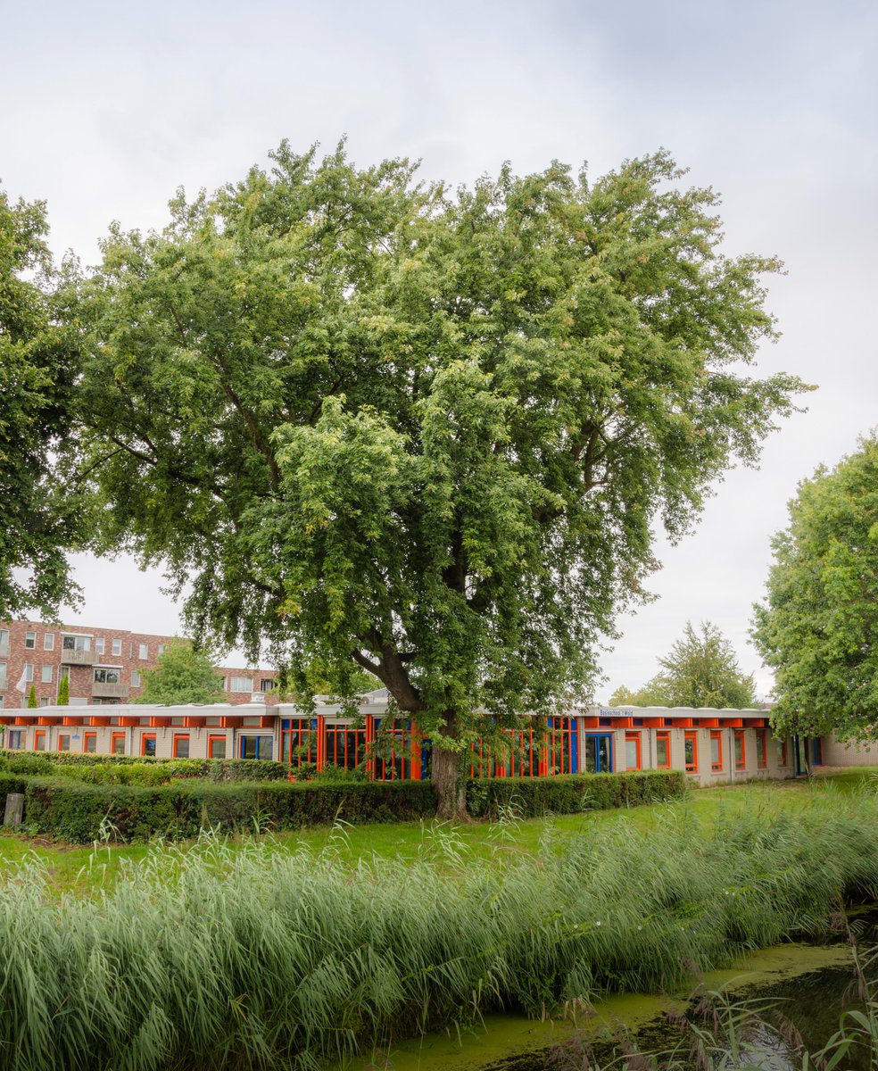 De boom die al sinds 1984 meegroeit met jonge gemeente #Zeewolde. Genomineerd namens #Flevoland Via deboomvanhetjaar.nl #bomen #verkiezing 
@flevonieuws <a href="/OmroepFlevoland/">Omroep Flevoland</a> <a href="/gemzeewolde/">Gemeente Zeewolde</a> <a href="/ZeewoldeNL/">Nieuws uit de gemeente Zeewolde</a> <a href="/DeZeewoldenaar/">Van-voor-om-Zeewolde</a> <a href="/zeewoldeactueel/">Zeewolde Actueel</a> <a href="/ZeewoldeNieuws/">Zeewolde Vandaag</a> <a href="/Zeewolde_Nieuws/">Nieuws uit Zeewolde</a> <a href="/PuurZeewolde/">Puur Zeewolde</a>