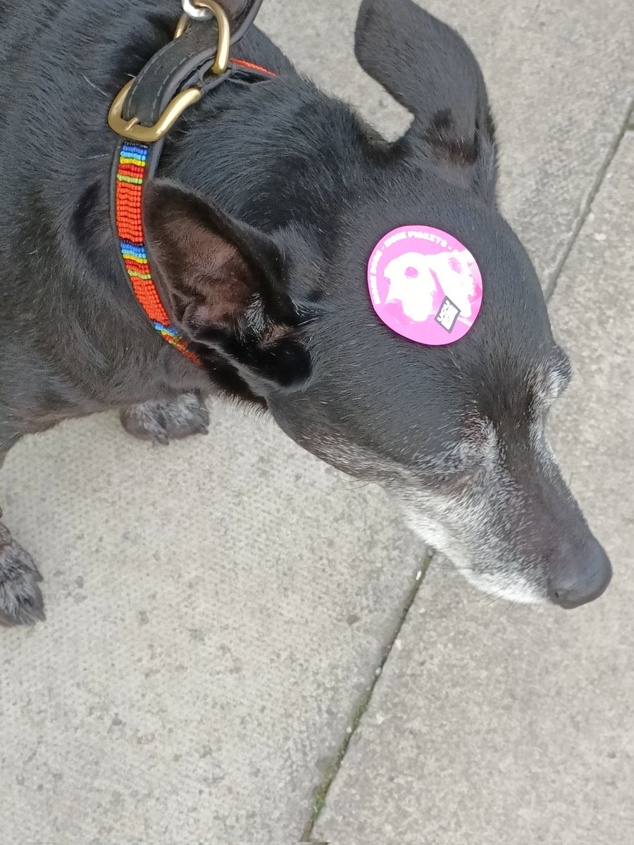 Day 2 of strikes with @ULivUCU2 @ucu and today we have the gorgeous Tina joining us who is enjoying a lot of ear scritches... 😊 #DogsOnPickets #ucuRising