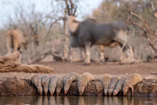 Mashatu_Reserve's tweet photo. Spring has definitely sprung, bringing banded mongoose to the hide to quench their thirst💧
Banded mongoose take turns standing guard while the rest of the family enjoys a drink, ensuring everyone stays safe.
📸 Aubrey Tseleng
#Mashatumagic #Bandedmongoose #waterhole https://t.co/k970adUE7X