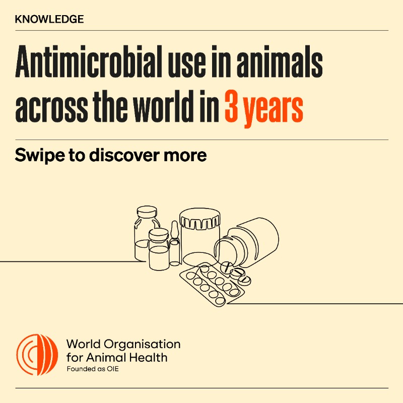 WOAH's tweet photo. #Antimicrobial 💊 use in animals declined by 13% in 3 years. Europe, Asia, the Far East &amp; Oceania experienced a decline, while Africa and the Americas saw an increase. 

We know because we've been tracking the data since 2015.