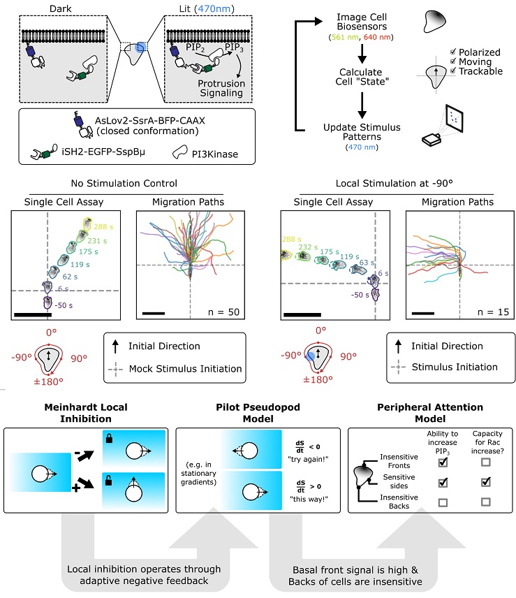 PLOSBiology's tweet photo. .@JasonPTown &amp; @OWeinerLab use spatially-defined #optogenetic control of a leading edge organizer to explore how #neutrophil-like cells balance “decisiveness” (needed to polarize in one direction) with flexibility (to respond to new cues) #PLOSBiology https://t.co/eQadr8UVN0 https://t.co/m4Pa601KTQ