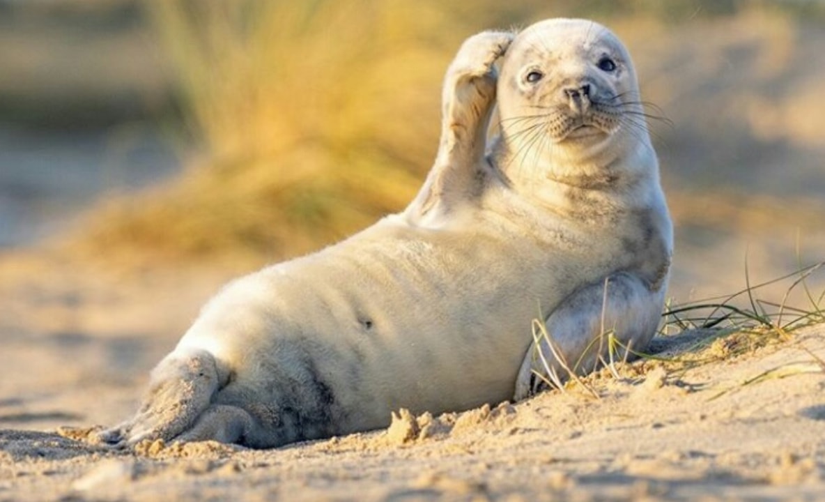 Sarah Nicolle tweet media