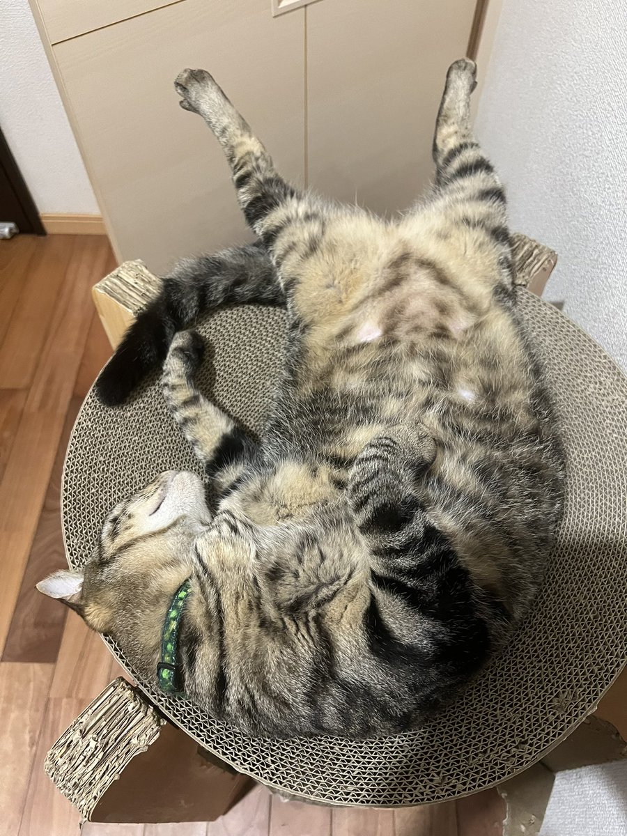 Potechi_Roro's tweet photo. あ、おかえりー_(┐「ε:)_
 #猫好きさんと繫がりたい https://t.co/JD4G5QYDIJ
