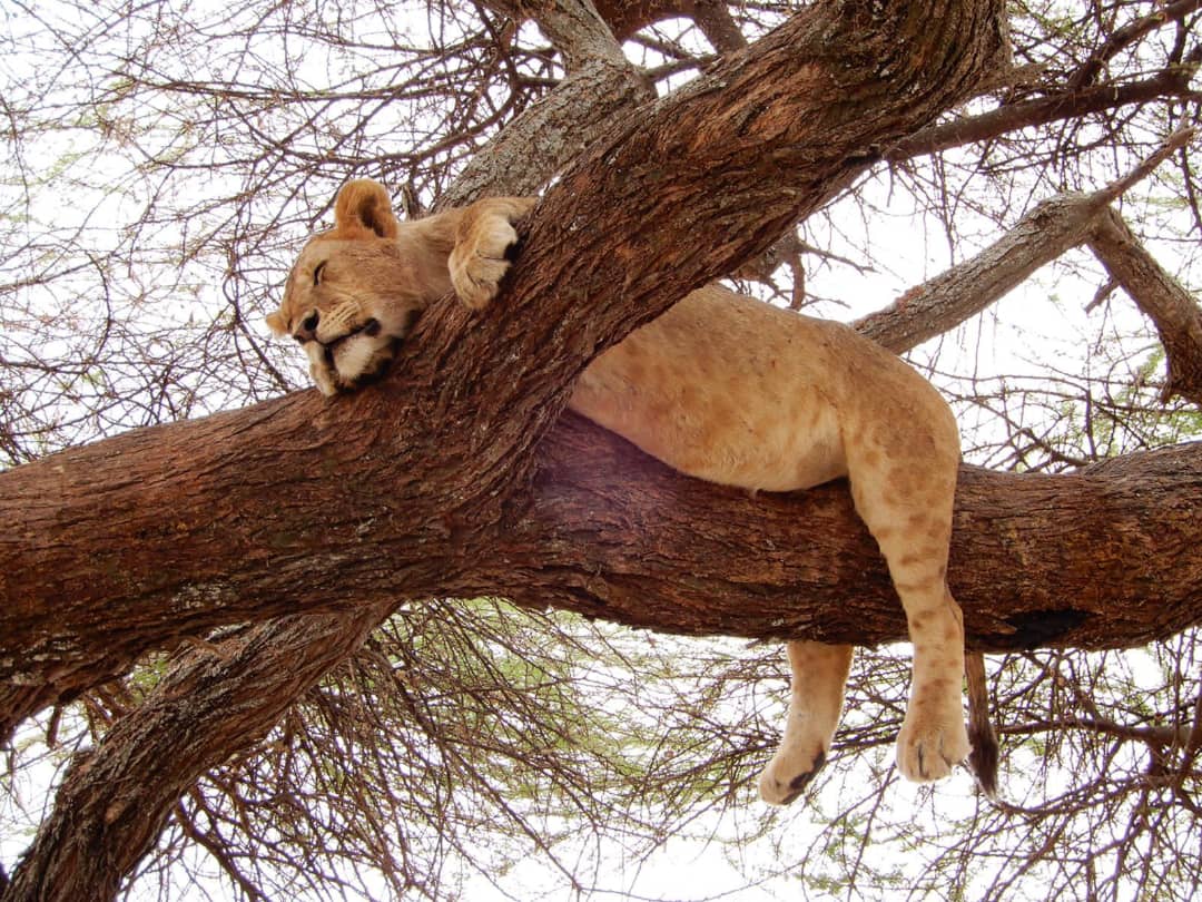 ShahToursTZ's tweet photo. In the timeless Serengeti,lions embody tranquility amid the tree's  branches, each pause revealing a unique chapter in their regal story.🦁🌳✨ #SerengetiRoyalty#LionsInReprieve#

For bookings and inquires please Email us at info@shah-tours.com or send us massage on our inbox. https://t.co/JzssIJanoe