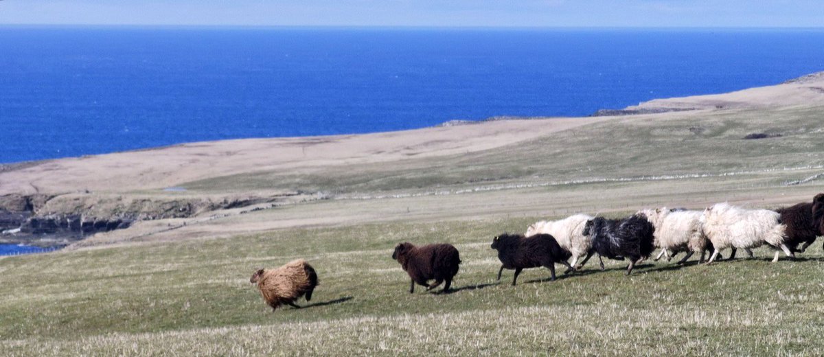 Icelandic x Shetland Hogget🐑🏴󠁧󠁢󠁳󠁣󠁴󠁿🇮🇸
These beautiful sheep are reared by Kim Gibson on the island of Westeray which is one of the most northern isles in Orkney. They are entirely pasture fed on species-rich coastal grassland.