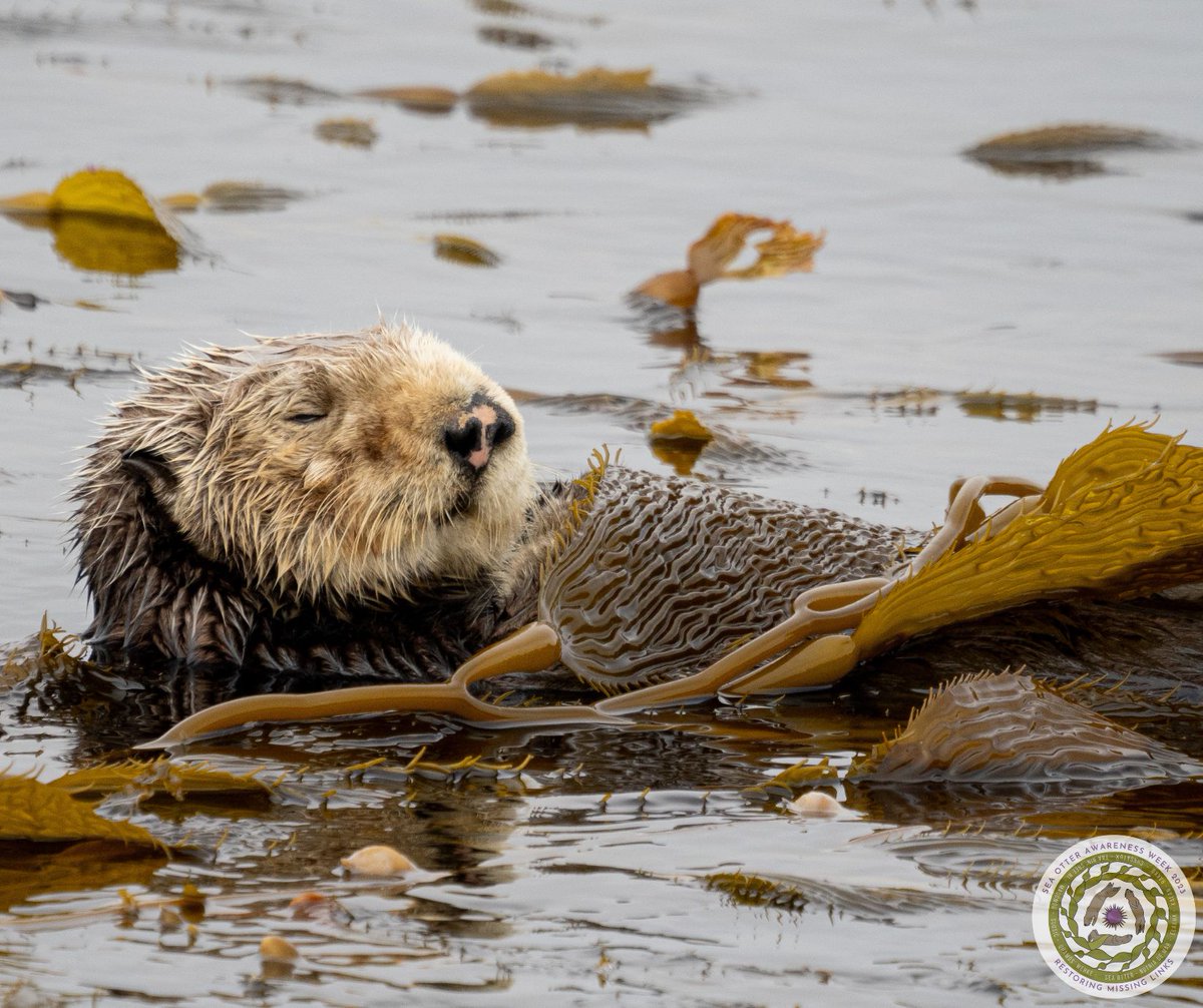 IOSF's tweet photo. Your voice matters, and those discussing sea otter recovery need your help! Please share your comments through our survey: https://t.co/MRncuF8KCs
#RestoringMissingLinks #SOAW2023
Photo - Ingrid Taylar https://t.co/UOFkvrkgka