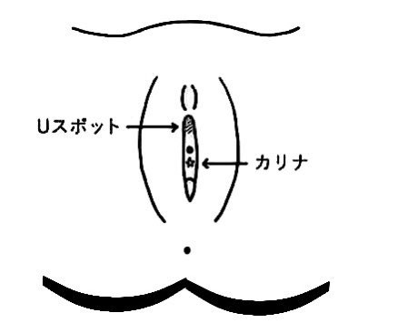 【ワンランク上のクンニテク】

ク〇ニはクリを刺激するだけと思ってる男が多いが、女性器には性感帯が沢山ある。
Uスポット、尿道の少し上にあるからめっちゃ狭い。舌先で押されると気持ちいい。
カリナ、尿道と膣口の間にある性感帯でここを指先や舌先で刺激されるとめっちゃ気持ちいい。