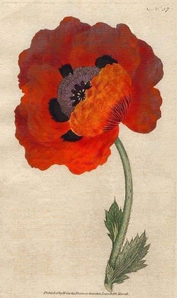 MenschOhneMusil's tweet photo. Eastern Poppy (Papaver Orientale), from William Curtis. https://t.co/33DMNuEJsc