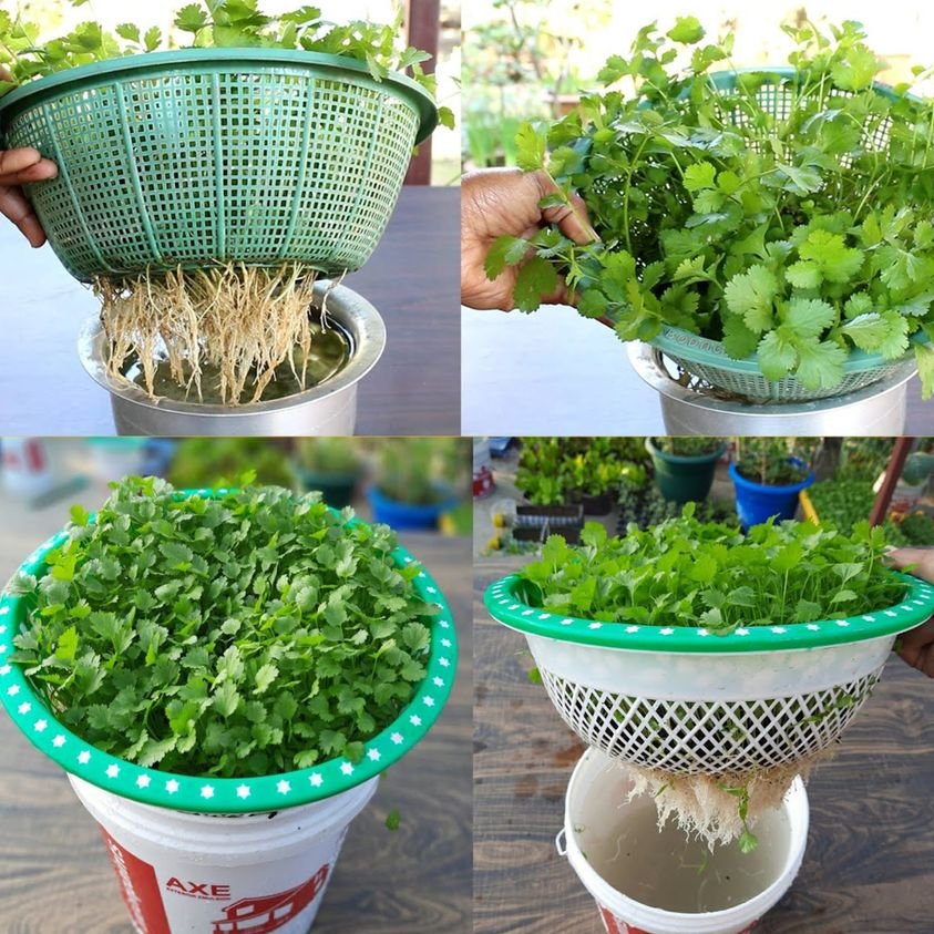 WorldlyHQ's tweet photo. Hydroponics is a viable method for growing cilantro at home without soil, using a nutrient-rich water solution with pH levels between 6.0 and 6.5, and providing 12-16 hours of fluorescent light per day. 

According to studies, cilantro grown hydroponically can yield up to 3–4 times more compared to traditional soil-based methods while requiring 70–90% less water.