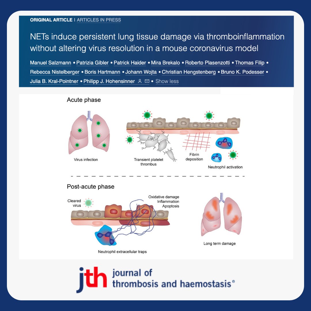 Salzmann et al. show that neutrophil extracellular traps are detrimental inducers of tissue damage during respiratory virus infection, but do not contribute to virus clearance.

shorturl.at/atAQ8