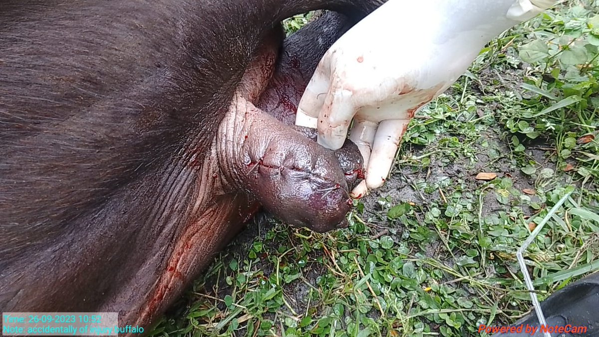 DrAbinashS49218's tweet photo. Surgical management of Accidental injury to buffalo in scrotum and Groin area.#veterinary #ovsa #ovsaganjam #animal https://t.co/U3uQkZQ7iR