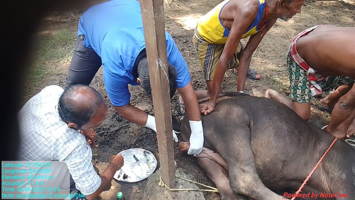 DrAbinashS49218's tweet photo. Surgical management of Accidental injury to buffalo in scrotum and Groin area.#veterinary #ovsa #ovsaganjam #animal https://t.co/U3uQkZQ7iR