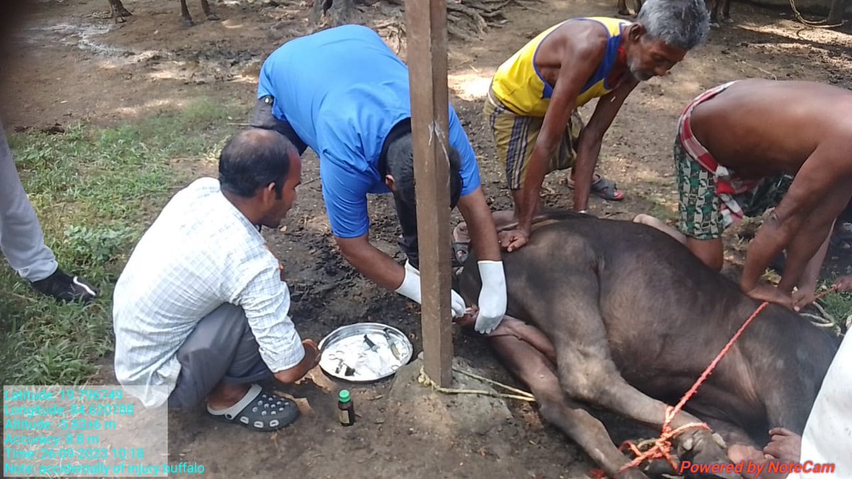 DrAbinashS49218's tweet photo. Surgical management of Accidental injury to buffalo in scrotum and Groin area.#veterinary #ovsa #ovsaganjam #animal https://t.co/U3uQkZQ7iR