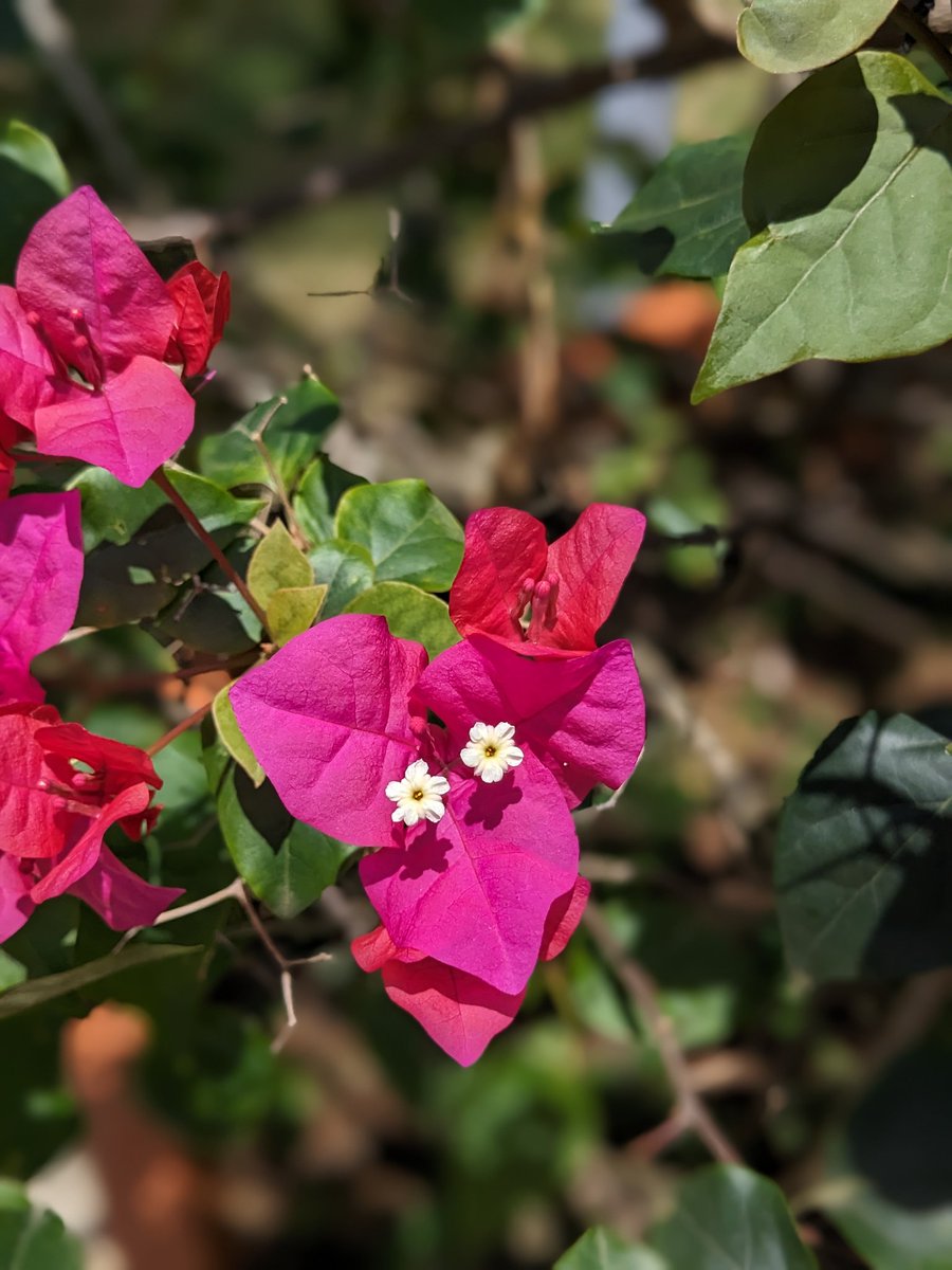 tusharmangl's tweet photo. 🌸 Embrace the Monsoon & Autumn Vibes with Pretty Pink Bougainvillea! 🌦️🍂 Plant these vibrant beauties today and watch your garden bloom with colors! 💖 #BougainvilleaBliss #PinkParadise #MonsoonBlooms #AutumnGarden #GardenGoals #NatureLovers #BloomWhereYouArePlanted #PrettyIn https://t.co/BlkyNssFPw