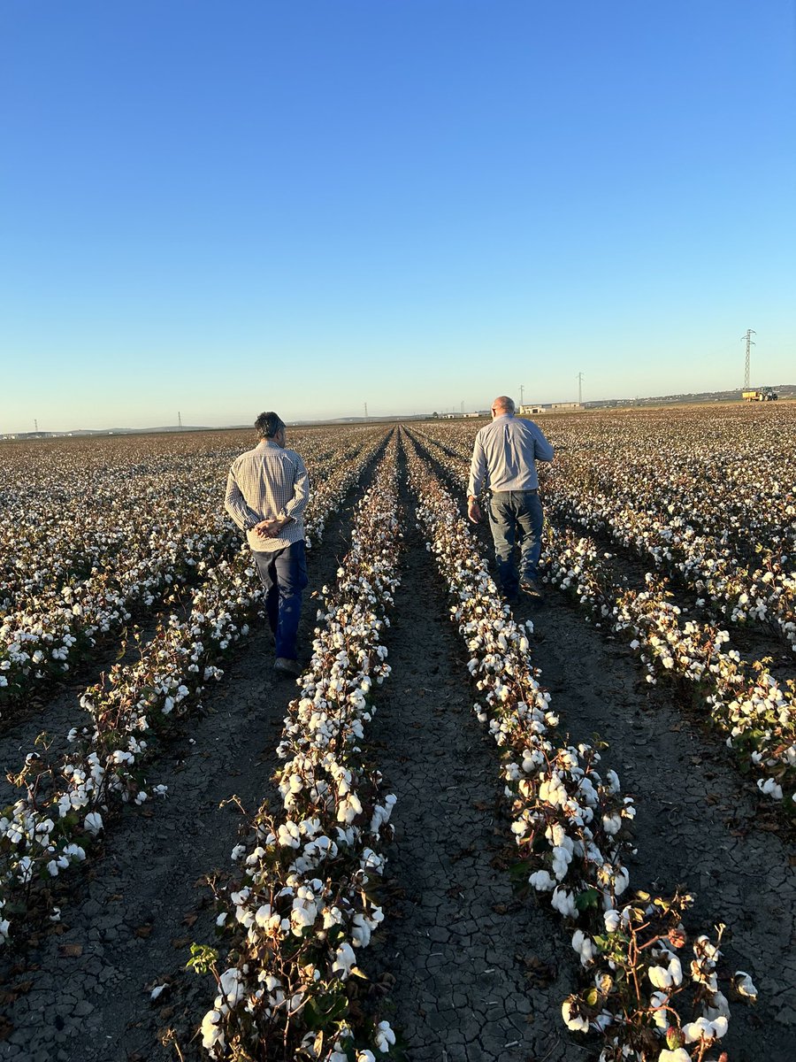 Si tenéis la necesidad de comprar ropa o cualquier textil nuevo, a partir de ahora buscando el sello <a href="/BCICotton/">Better Cotton</a> apoyaréis a los agricultores andaluces productores de algodón y sus prácticas sostenibles.