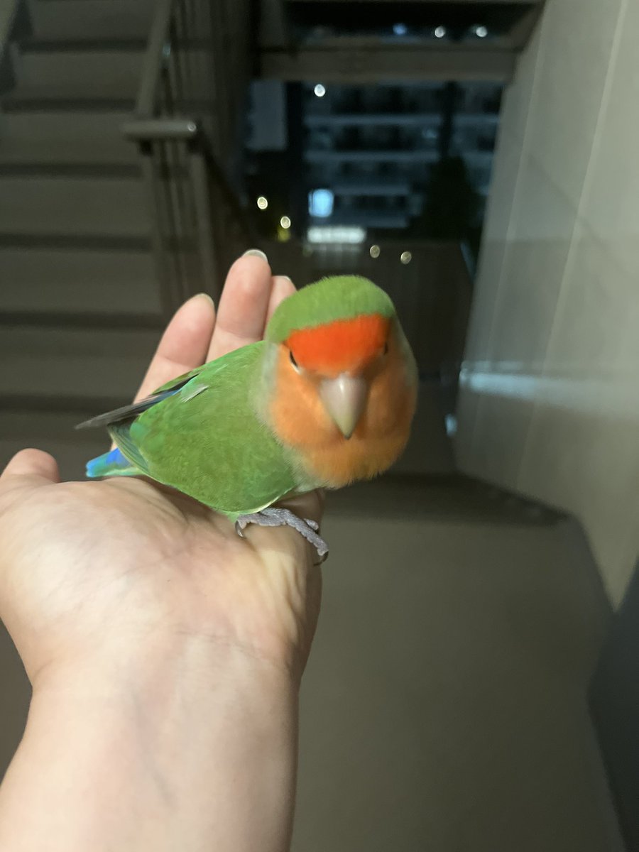 Chie0427Sma0909's tweet photo. 千葉県習志野市谷津7丁目で保護してます。コザクラインコです。
心当たりの方いませんか？ https://t.co/hk5vS7ruRp