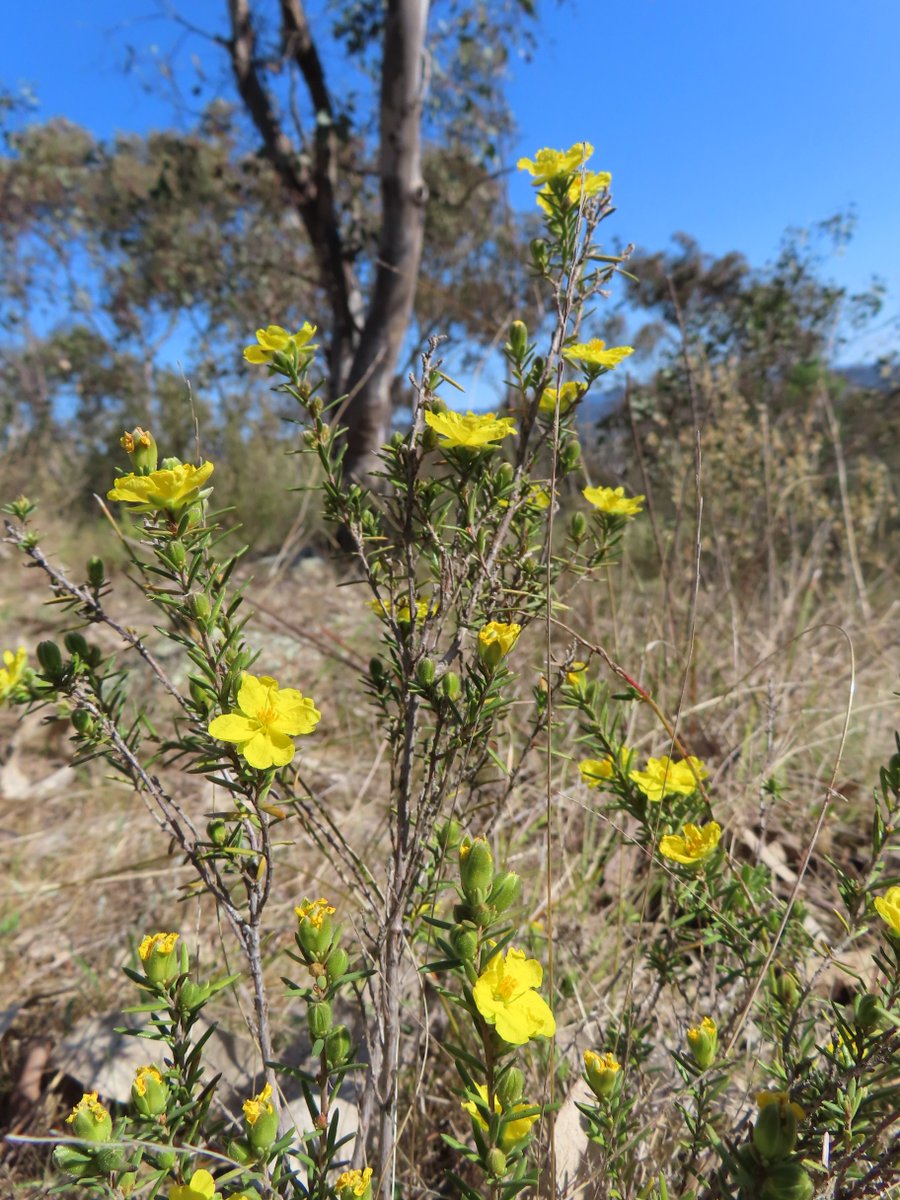Lesser Guinea-flower or Hibbertia calycina in Mount Taylor Nature Reserve #Canberra #biodiversity @NatureMapr @CitSciOZ @ACT_Parks