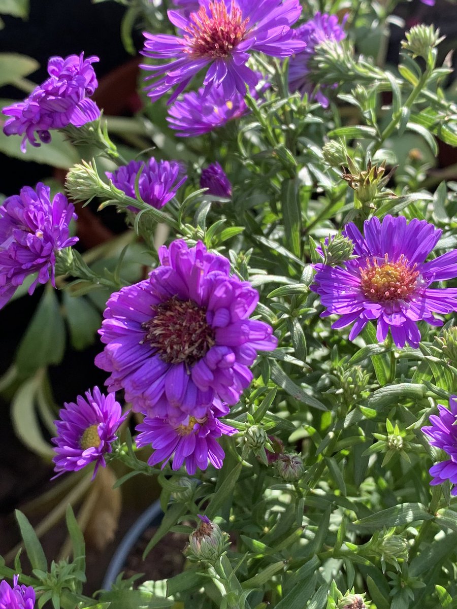 Garden in bloom #garden #Flowers