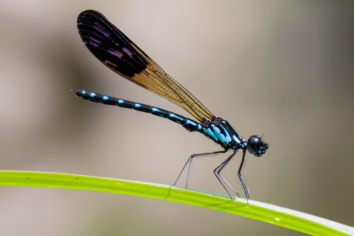 Sam Fabian tweet media