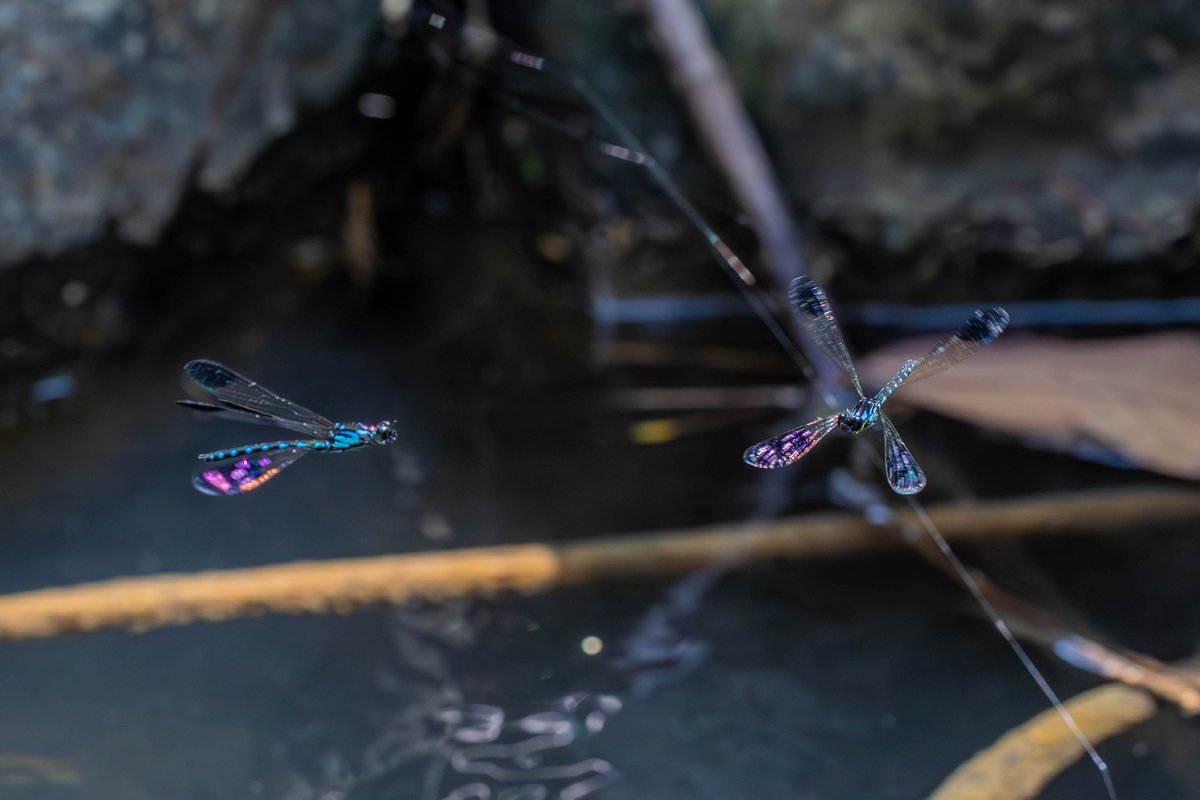 Male jewel damselflies (Heliocypha perforata) don't chase other males away. Instead they show-off to one another, holding out iridescent wing-spots in unusual flight patterns. Some 1000 fps footage of these interactions below.