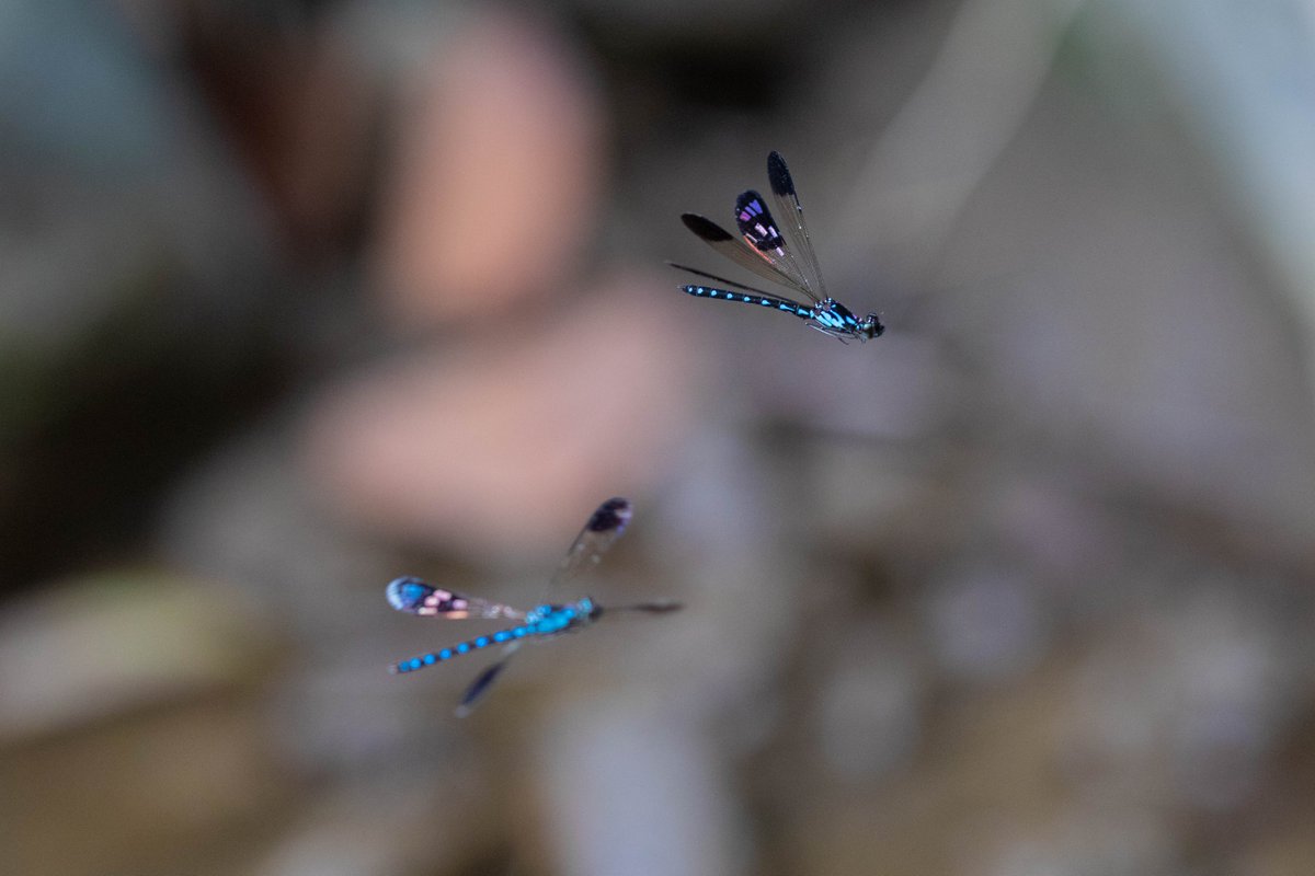 Sam Fabian tweet media