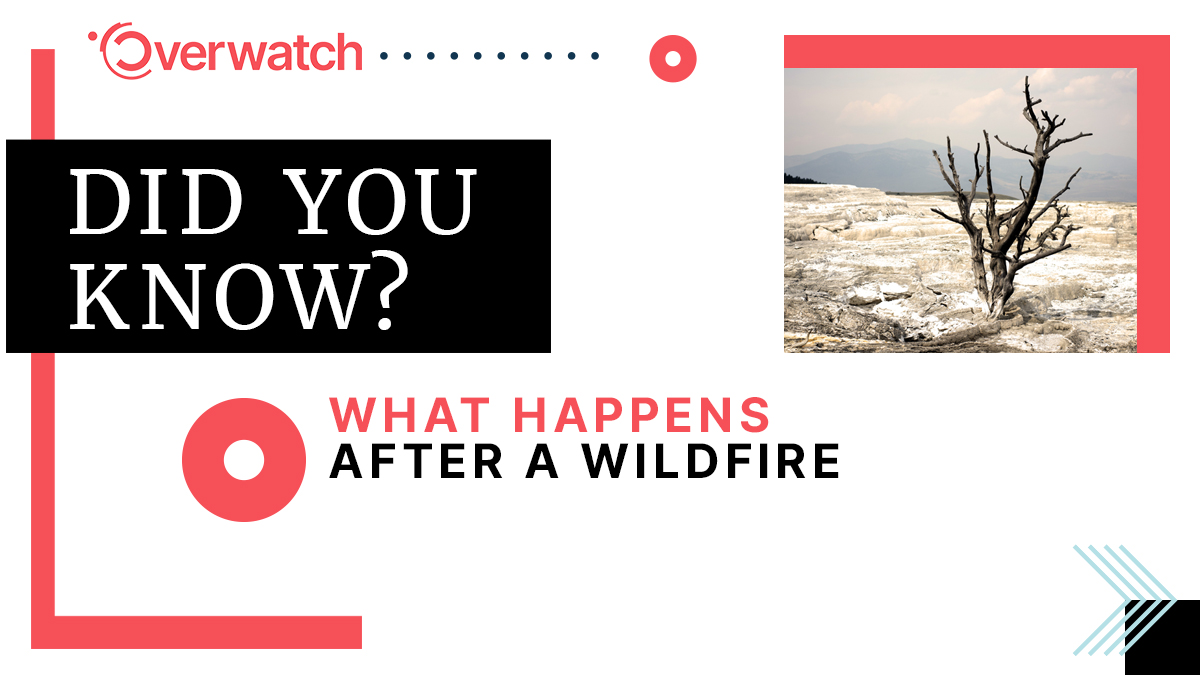 Overwatch_EU's tweet photo. DID YOU KNOWโ
What Happens After a #Wildfire
๐ด #OVERWATCHproject ๐ด
Do you want to learn more? ๐ https://t.co/ooOlgqVQmh
@EU4Space @robottoco @ITHACA_org @LinksFoundation @CBK_pan @EngineeringSpa @INESCTEC @Holo_LightGmbH https://t.co/vnGdaH1v44