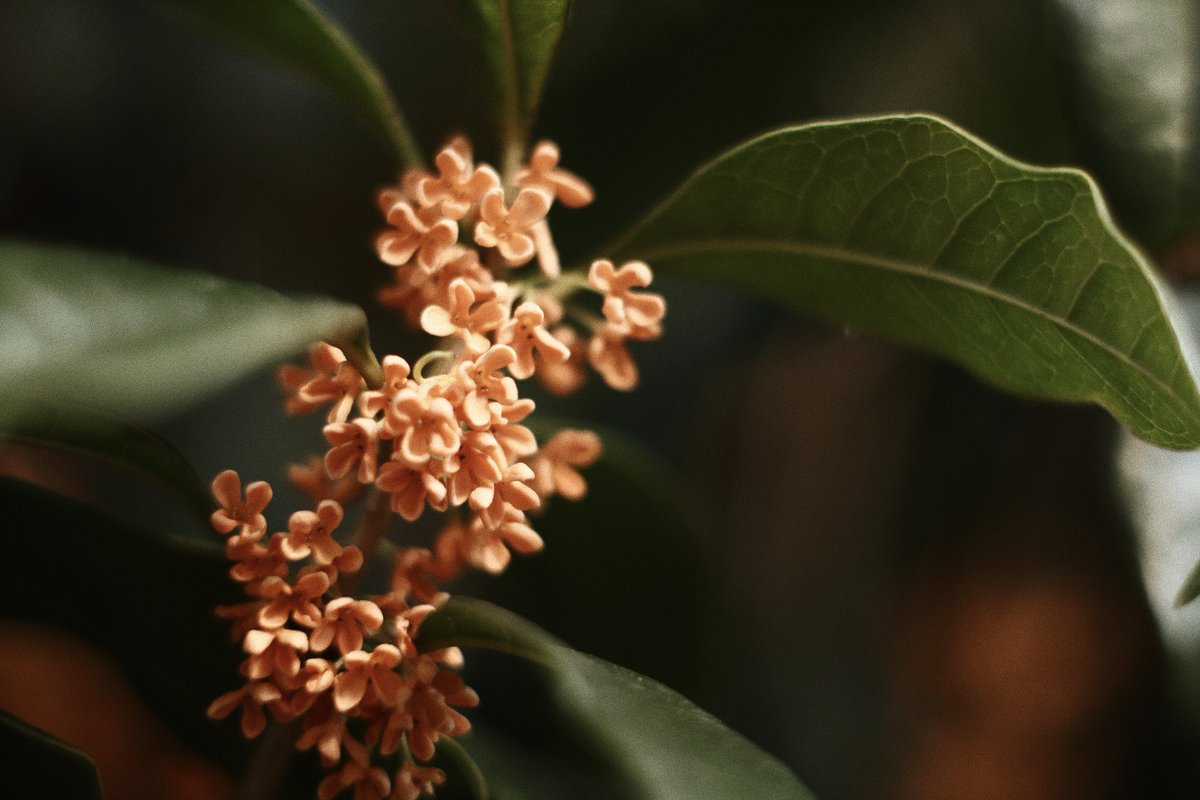 mono_xci's tweet image. 暮れてゆく
ㅤ