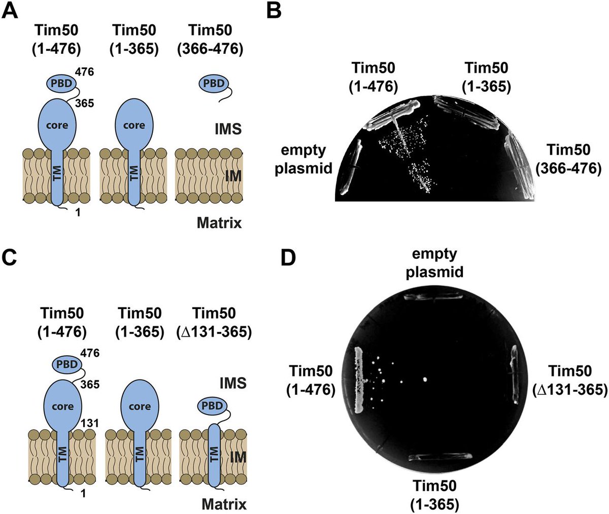 LSAjournal's tweet photo. Take a look at a new reserach article in LSA describing new mechanistic insights into the roles of the two domains of Tim50 during translocation of proteins into mitochondria @LMU_Muenchen @MokranjacLab https://t.co/7AIZ9wNbPY https://t.co/CSzCrJz3mD