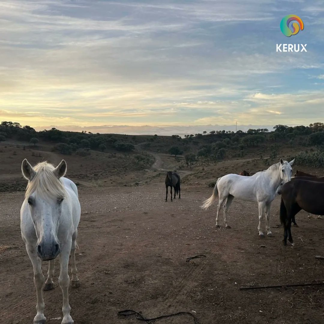 Naturaleza e innovación 🍂

Y unos compañeros especiales para esta instalación en Andújar 🐴♥️

Iluminando el camino hacia un futuro sostenible ☀️