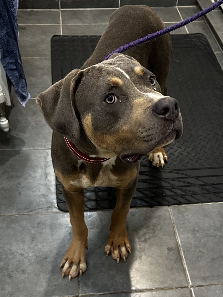 AdoptionsUk's tweet photo. Please retweet to HELP FIND THE OWNER OF THIS STRAY DOG FOUND #EASTCLANDON #GUILDFORD #SURREY #UK 
Medium sized Staffy, adult, male, wearing a collar, chip not registered, found 18 Sept.
Now in a council pound, he could be missing or stolen from another region. Please share
DETAILS👇
https://t.co/gvko0pjw8t
#dogs #Staffy #Staffie #Missing @MissingPetsGB