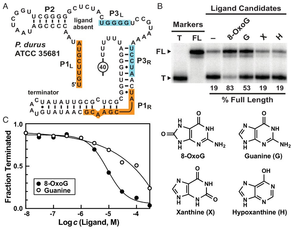 RonBreaker's tweet image. A variant of #guanine #riboswitch RNAs has adapted to sense the modified base 8-oxoguanine (8-OxoG). Oxidizing agents that damage DNA, such as hydrogen peroxide, activate gene expression via this #ncRNA device. @PNASNews
pnas.org/doi/10.1073/pn…