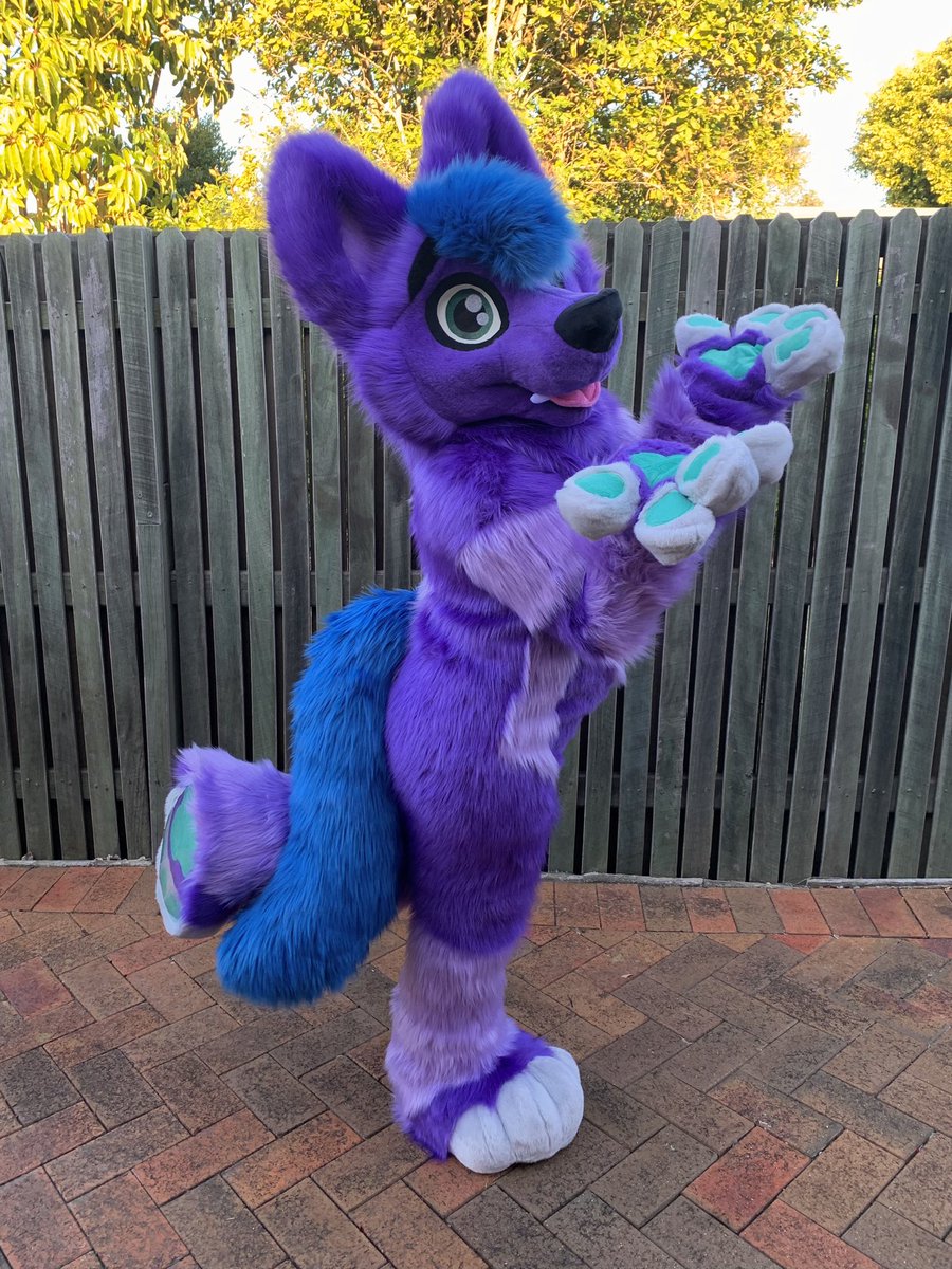 LupeSuits's tweet photo. The purplest of wolves! Say hi to Cosmic! 💜💙 https://t.co/nnNu8ZHUop