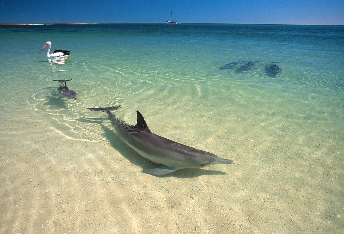 Rootank1's tweet image. Monkey Mia: Where Dolphins Dance and Nature Thrives
Nestled on the west coast of Australia, Monkey Mia is a captivating and renowned destination that beckons travelers with its unique wildlife encounters and stunning natural beauty. 
#rootank #watertank #camping #Australia
