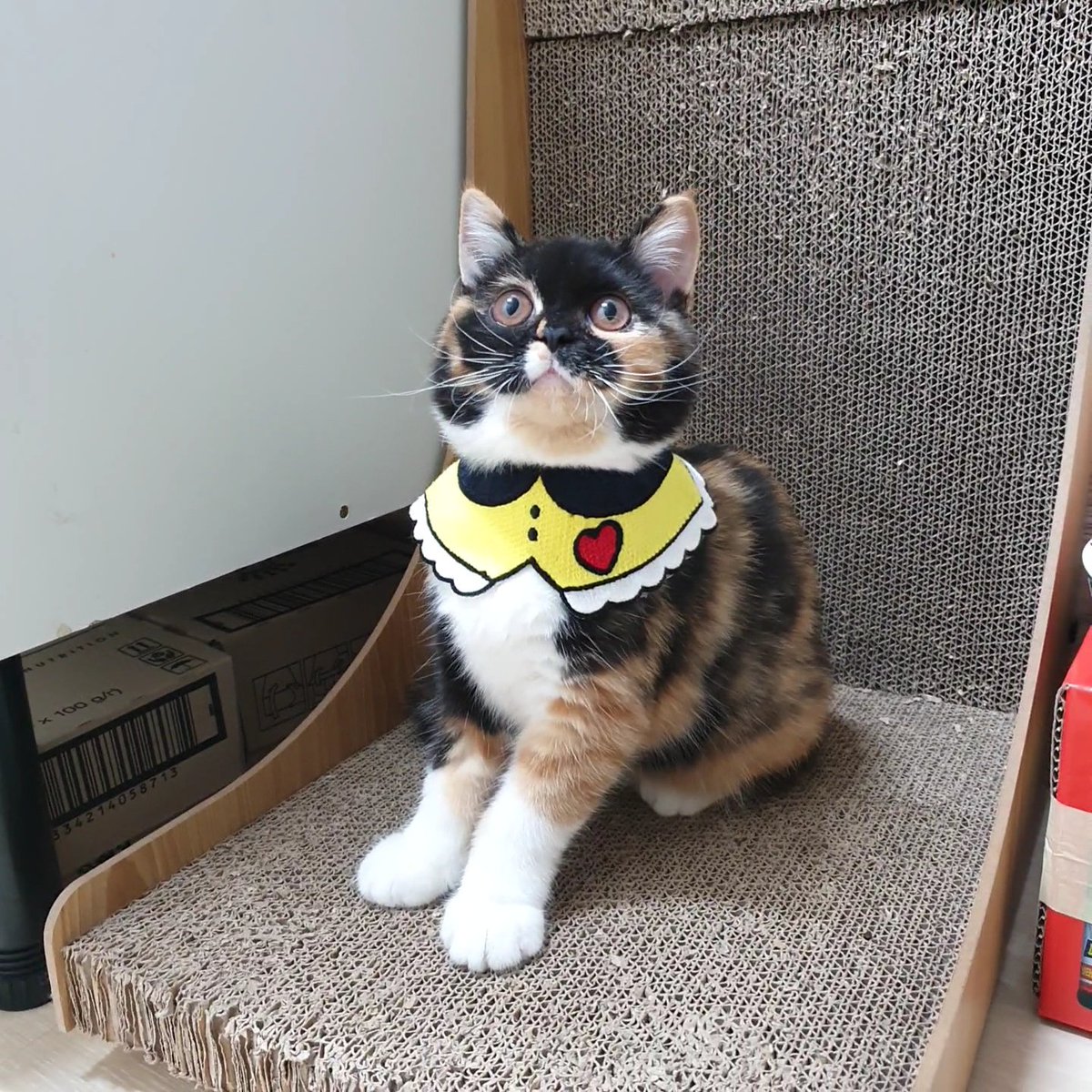 leeppukku's tweet image. 🫶입양문의🫶
 - 트위터 : @leeppukku
 - 인스타그램 : instagram.com/leeppukku?igsh…