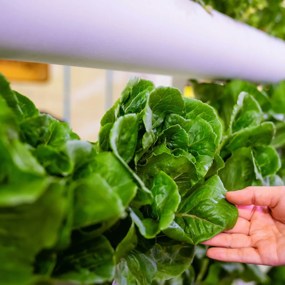 🌱✨ Discover the Future of Farming! Dive into our latest blog post exploring the remarkable benefits of vertical farming for sustainable food production. 📚🌿 Click the link below to learn more. 
buff.ly/3LseR3J 
#SustainableAgriculture #Vertiseedfarms