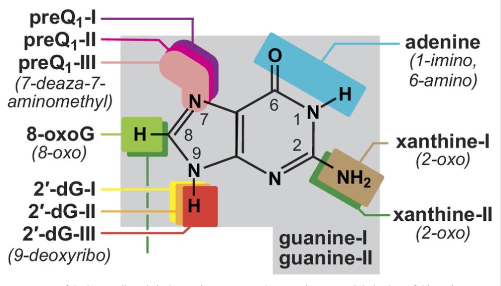 RonBreaker's tweet image. The discovery of a #riboswitch class for 8-OxoG expands the diversity of #purine bases sensed by #aptamer RNAs. The image depicts sites of purine modification (colored boxes) relevant to the riboswitch classes whose names are in bold. @PNASNews #RNAWorld
pnas.org/doi/10.1073/pn…