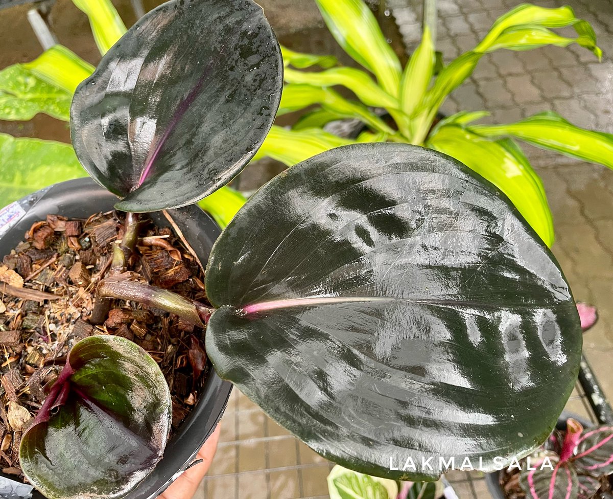 Calathea plants
#කැලතියා #calathea #ලක්මල්සල #lakmaluyana #lakmalsala