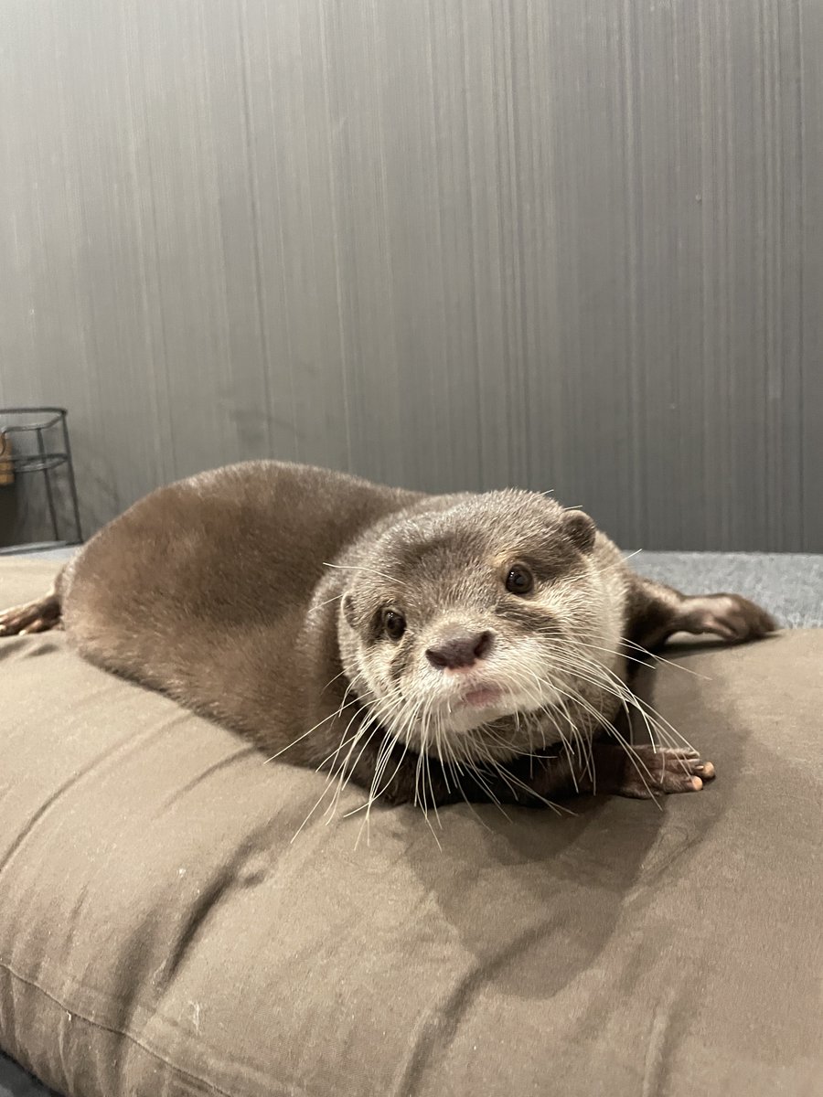 カワウソのウーちゃん tweet media