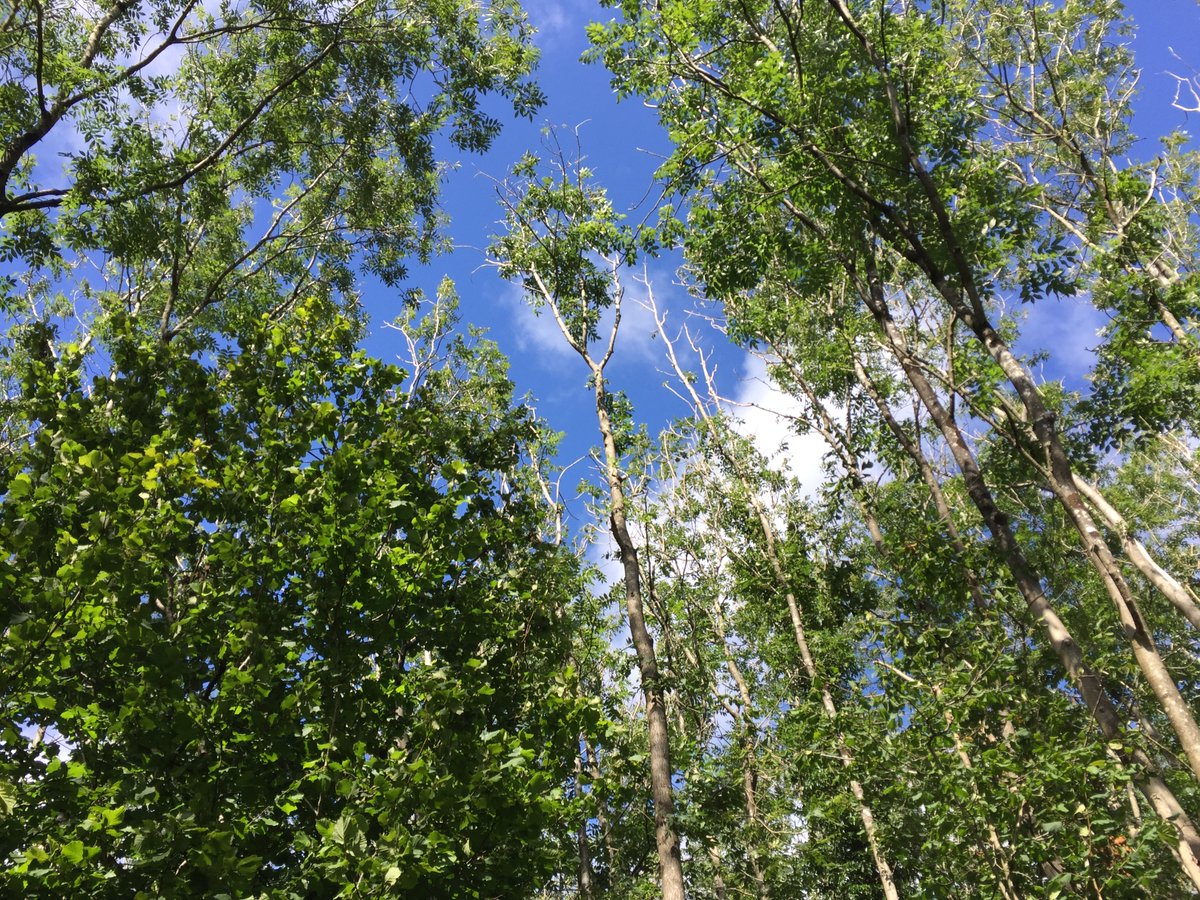pfkrural's tweet photo. According to Forestry Commission figures, 46% of English woodland is unmanaged or under managed. 🌳

To read more on this topic, and find out how we can assist you, visit our website. 

#woodland #forestry #woodlandmanagement https://t.co/uwE86xnC8W