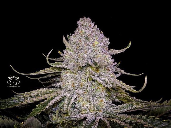 ghfeeding's tweet photo. Beautiful @greenhouseseeds Super Lemon Haze 🍋💨 grown with our #BioLine and #BoosterPK 

Have you tried Green House Feeding already? https://t.co/QdIzIMbepX