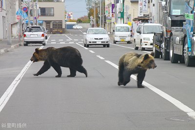 PrefHokkaido's tweet photo. 【#ヒグマ 有害捕獲へのご理解のお願い】
人や農業などの被害防止のため、やむを得ず捕獲する場合があります。
この捕獲は地域の安全に欠かせないもの。捕獲への非難は、その担い手確保の支障となりかねません。

こうした社会的重要性について、どうかご理解をお願いします。
https://t.co/M4F2dUzYUU https://t.co/AALwnL3DT6