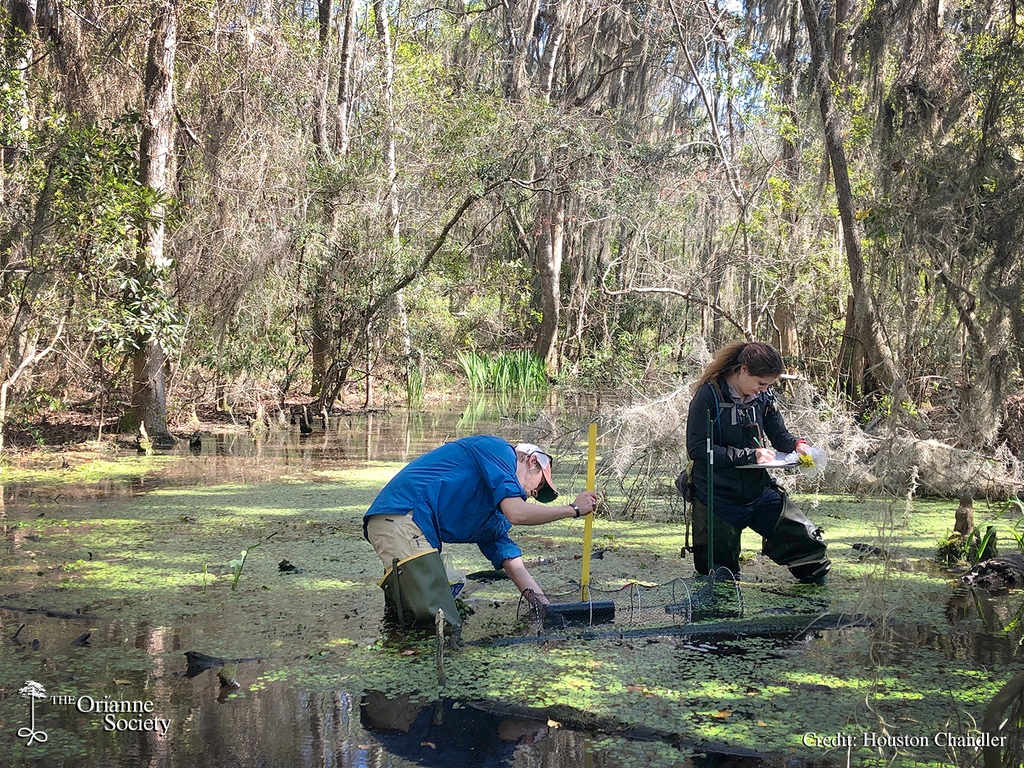 The Orianne Society tweet media