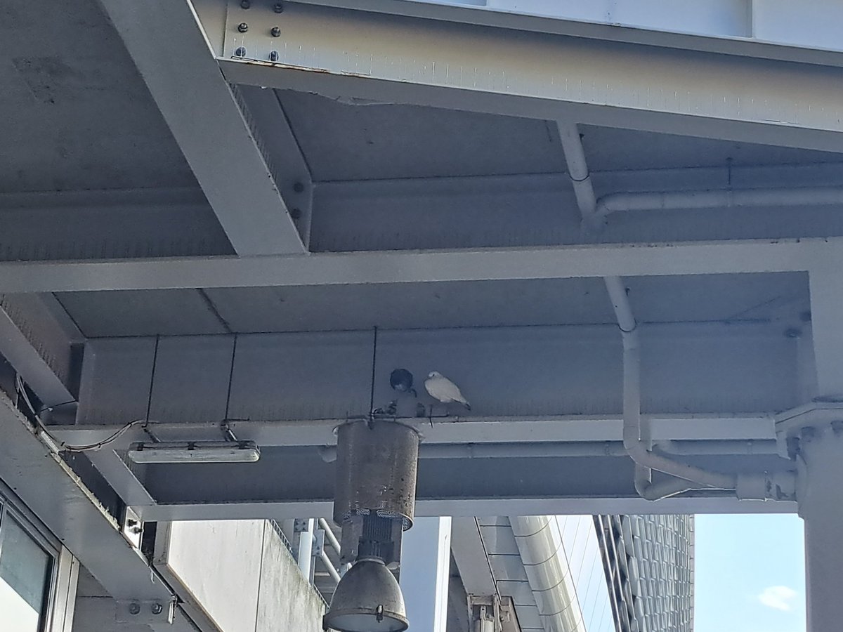 Over vindingrijkheid en opportunisme van dieren: die vinden dus altijd wel een plekje tussen of naast de stekels 🙂
<a href="/RETRotterdam/">RET</a> <a href="/rotterdam/">Gemeente Rotterdam</a> #duiven #Metro